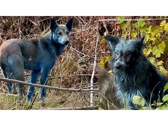 Modří psi v Černobylu? Odborník vysvětlil, co stojí za záhadným zbarvením