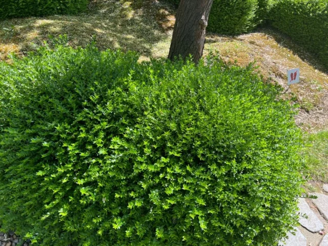 Nejkrásnější stálezelené dřeviny do zahrady podle Dany Makrlíkové