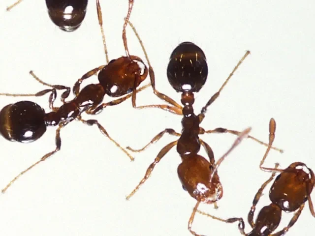 Smrtící ohniví mravenci se poprvé dostali do Evropy, své oběti bodají