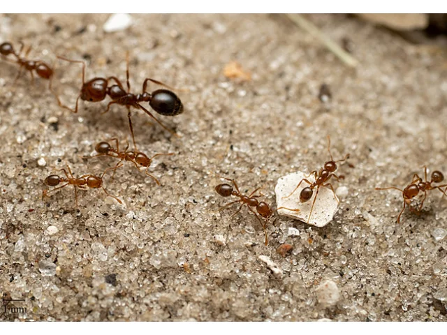 Itálii děsí invazivní ohniví mravenci. Bodnutí zanechá jizvy, zabít dokážou i tele