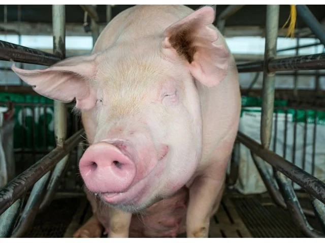 Nebezpečná nákaza zasáhla komerční chov v Česku