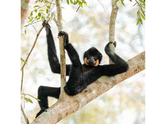 Zvířata jako komici. Mezinárodní soutěž ukazuje žertovnou přírodu