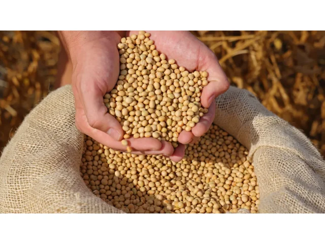 Přetlak v přístavech: Čínské zásoby brzdí americký export sóji