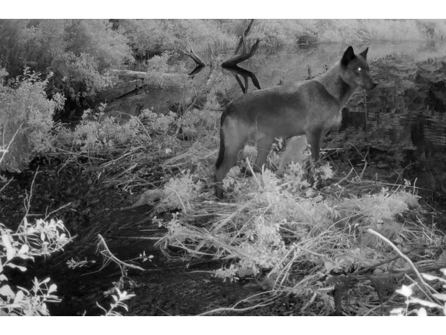 Kdo nám krade návnady? Kamera zachytila vlka, jak mistrně plení pasti na kraby jako zkušený stratég