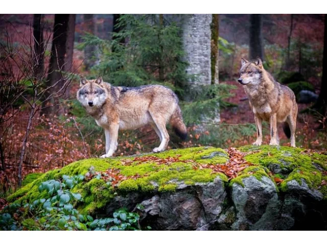 Překvapivé chování vlků, jsou z nich rybáři. Zvířata si zvládla doplavat pro síť