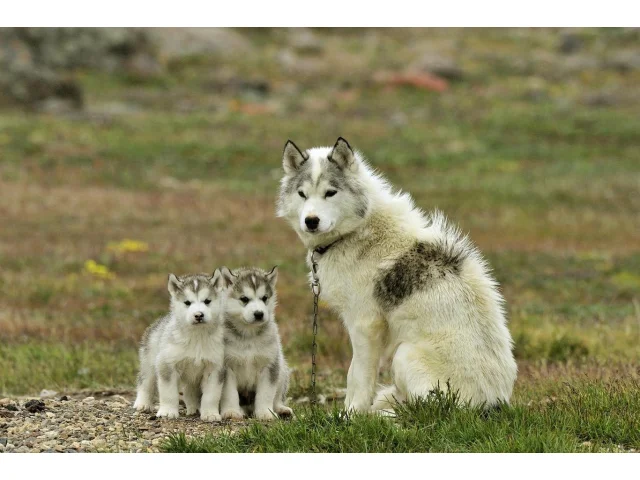 Vědci objevili nejstarší známé ochočené plemeno psa. Je to silné a vytrvalé zvíře s vlčím vzhledem