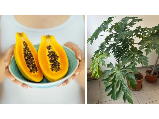 Papája v Beskydech: Exotická kráska poprvé plodila