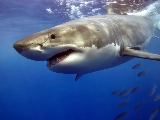 Na sedmiletého chlapce útočil žralok, hoch byl převezen do nemocnice
