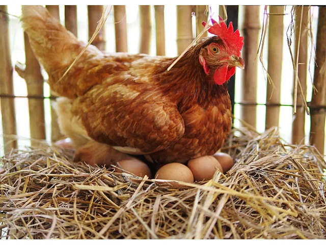 Kolik můžete mít slepic a králíků? Regulaci chovu zvířat obci zatrhl Ústavní soud