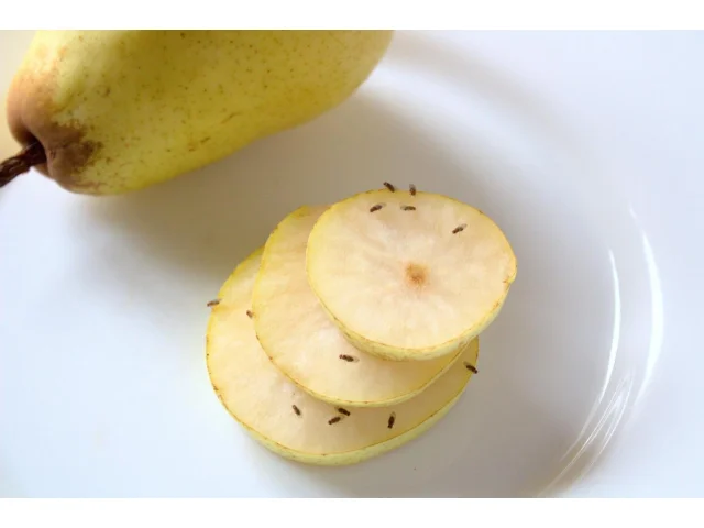 Past na octomilky za pár korun, která vás otravných mušek zbaví přes noc. Vše potřebné máte doma