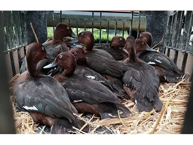 Kriticky ohrožené kachny zoo vypustila do přírody, z Ostravy zamířily na jih Čech