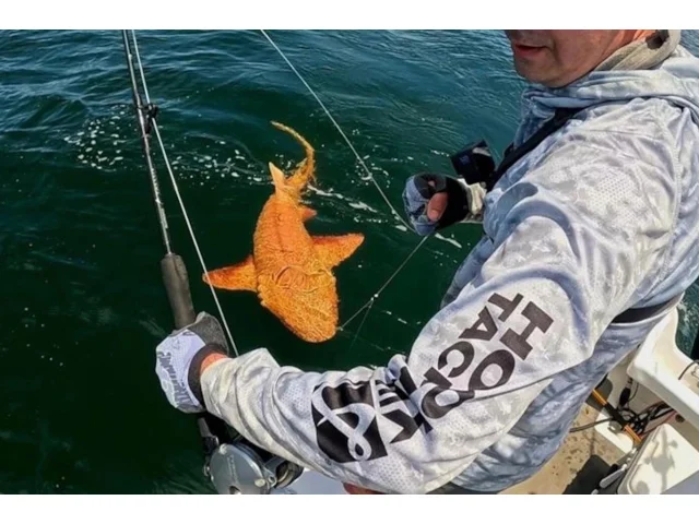 Jedinečný zlatý žralok je vzácnou kombinaci genetických poruch