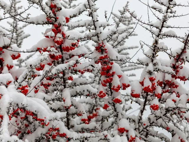 Do Česka se vrátí sníh. Bude se postupně ochlazovat a o víkendu může mrznout