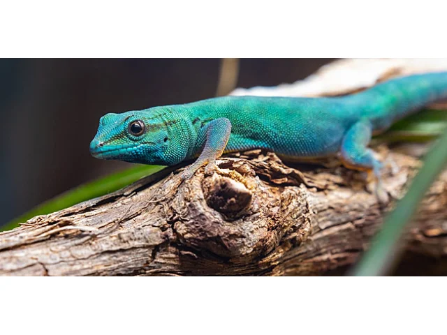 Ježíšova ještěrka i ohrožený gekon. Zoo Liberec láká na tropické unikáty