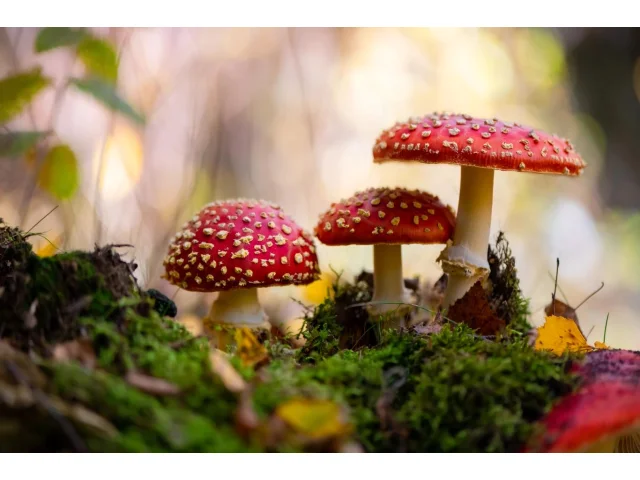 Kvíz: Jak dobře znáte jedovaté houby? Otestujte se v kvízu, ať vás v lese nic nepřekvapí