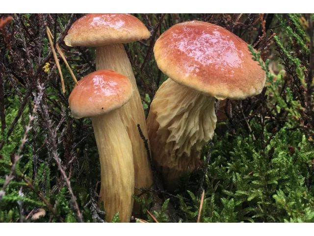 Nový jedlý hřib v Česku. Je chutný a v cizině ho milují, akorát se příliš roztahuje