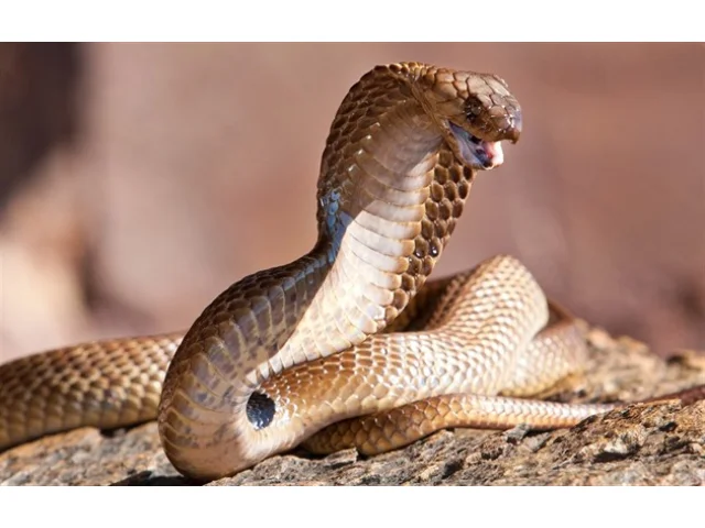 Protijedy na hadí uštknutí vytváří AI během sekund. Běžná cesta trvá i roky