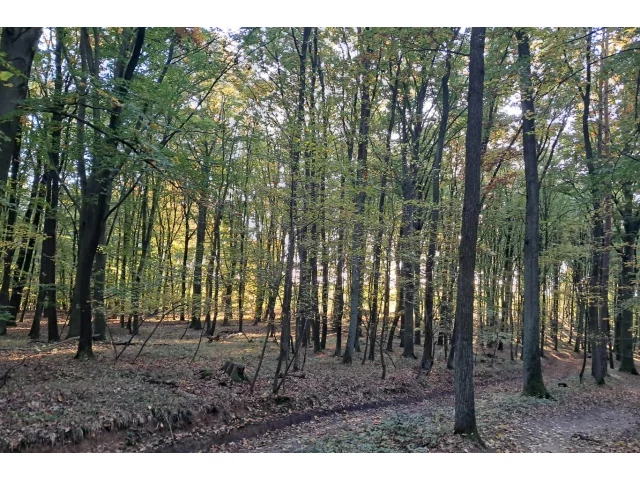 Počasí na víkend 18. a 19. 10: Přichází zlom - studený víkend a první dotek zimy