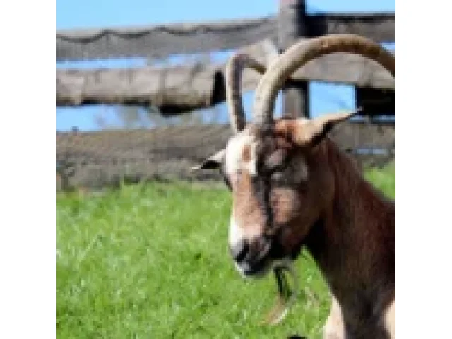 Ústavní soud zrušil vyhlášku Cebivi o chovu zvířat. Obec nevysvětlila důvody regulace