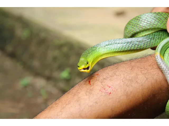 VIDEO: Poznejte Američana, který přežil stovky hadích kousnutí. Jeho krev teď spasí svět