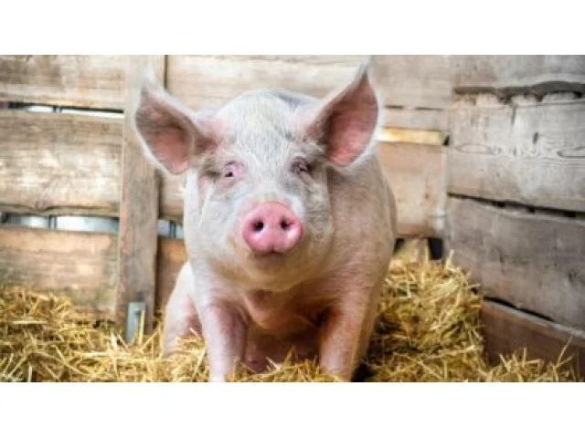 Další rána pro české vepřové. Čína se mstí za cla na elektromobily