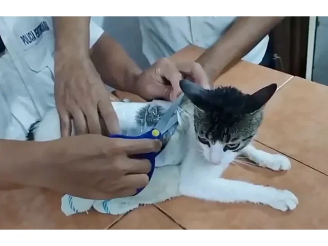 Vězeňskou službu v Kostarice zaskočila „narkokočka“. Nesla drogy vězňům