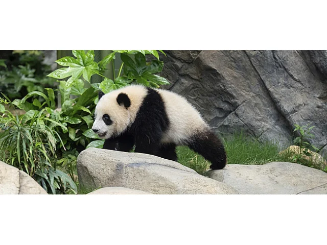 Zaplaťte povolenku, pak klidně můžete pandy vyhubit. Kniha, která žertuje o vymírání druhů