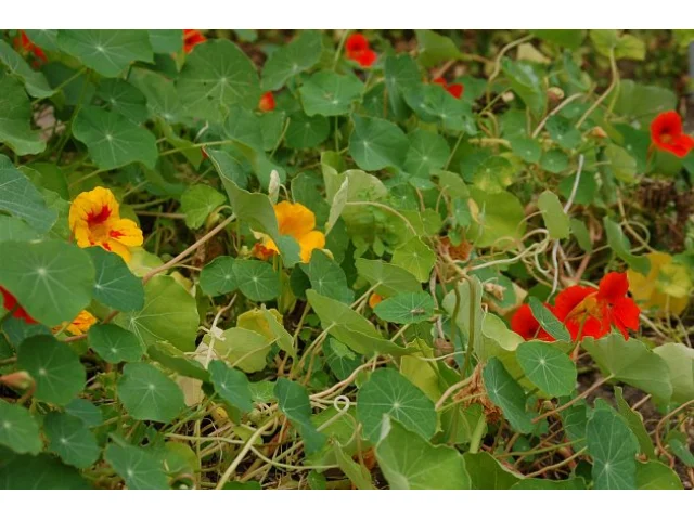 Kdo pěstuje lichořeřišnici, neprohloupí. Je to silné přírodní antibiotikum