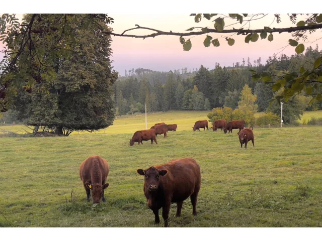 POČASÍ: Sluníčka si nejvíc užijeme ve čtvrtek, o víkendu pak přijdou mrznoucí mlhy a noční mrazíky