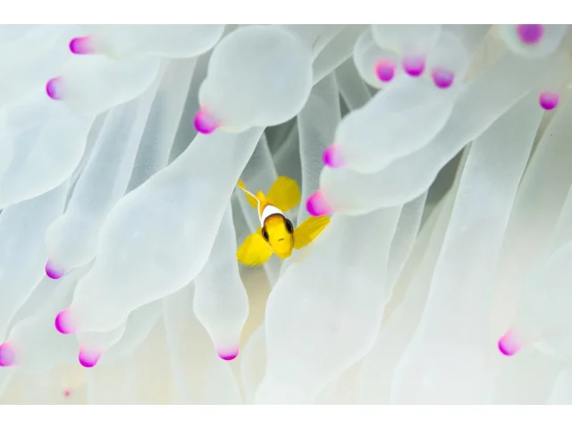 Vlna veder v Rudém moři vybělila sasanky a zničila klauny, dříve považované za odolné druhy