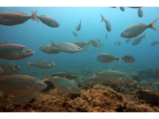 Tato středomořská ryba může způsobovat halucinace, pokud ji neočistíte správně