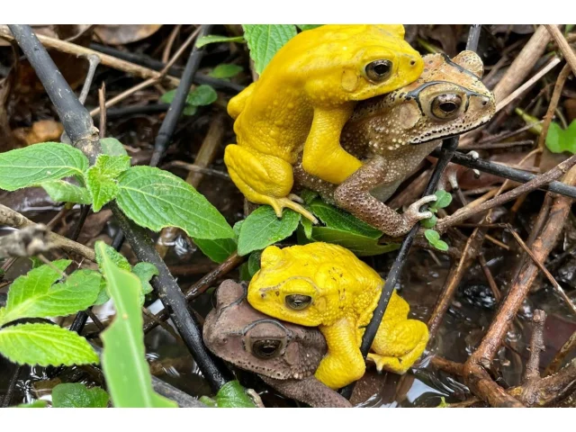 Tajemství žlutých ropuch spočívá v hormonální změně barvy bránící chybnému páření