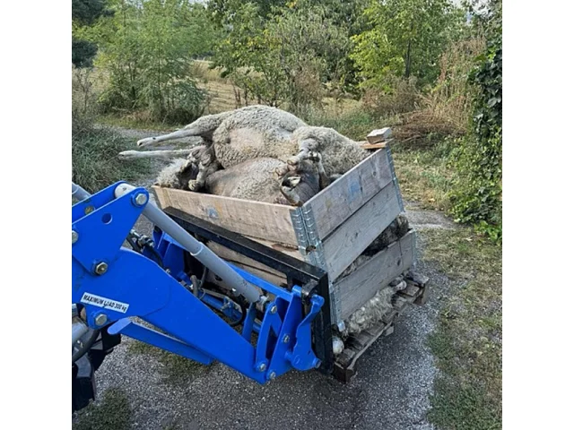 Psi v brněnské přírodní památce potrhali další ovce, majiteli hrozí pokuta