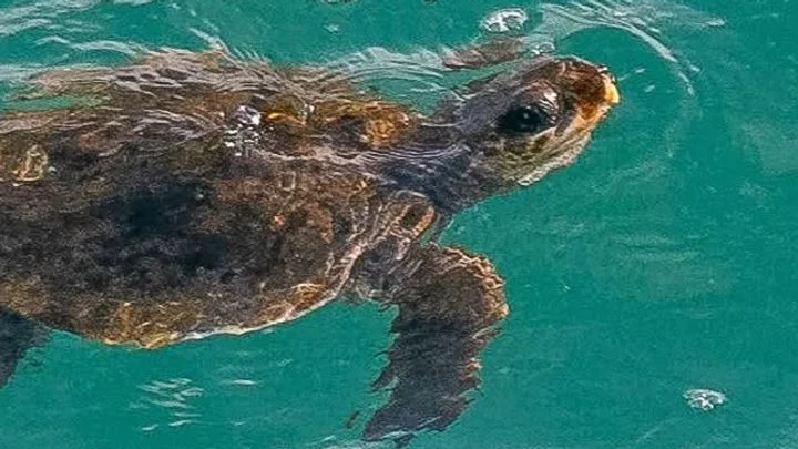 Tisíce kilometrů od domova: hurikán Melissa zanesl tropickou želvu až do Anglie