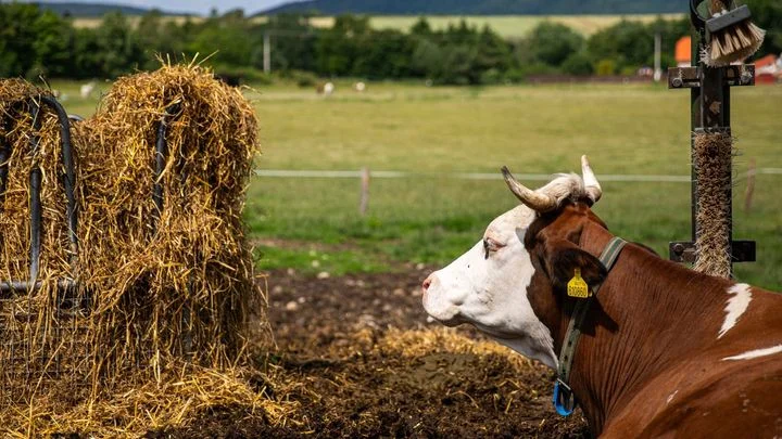 V chovu nejvýše 20 krav či sto králíků. Omezující obecní vyhlášku Ústavní soud škrtl