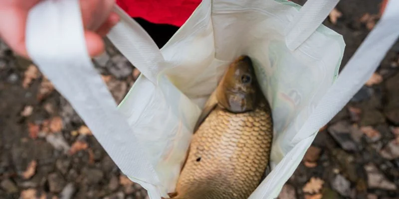 Kampaň za ukončení prodeje živých kaprů do igelitek pokračuje novou peticí