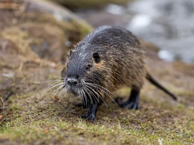 Vánoční pohádka o milionech z nutrií