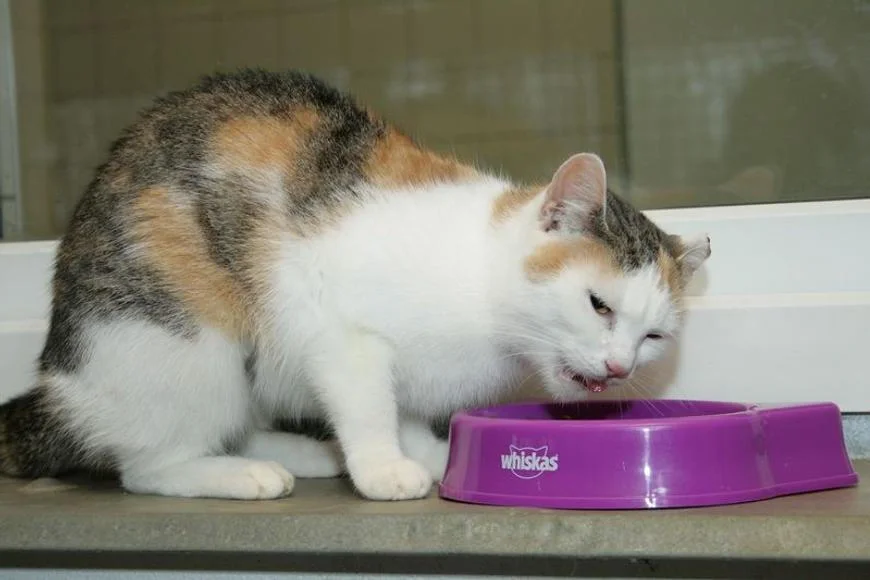 Ozempic pro kočky a psy? Vědci testují převratnou novinku