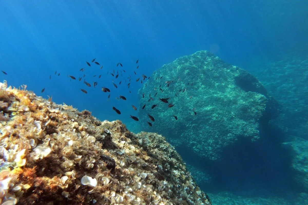 Podvodní robot narazil v hlubinách Tichého oceánu na něco neuvěřitelného. Vědci ukázali unikátní video