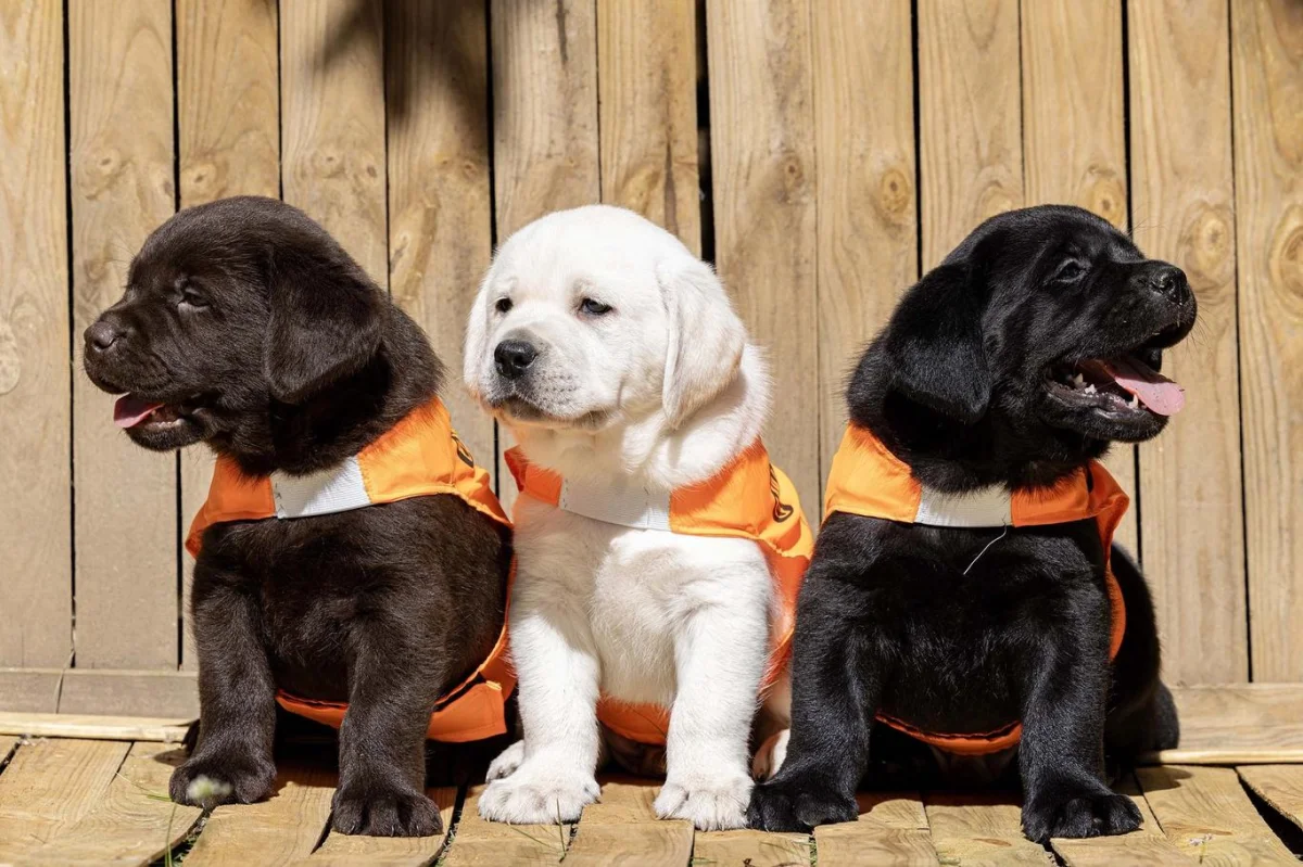 GARP: pes, který zastaví paniku a vrátí člověka do života