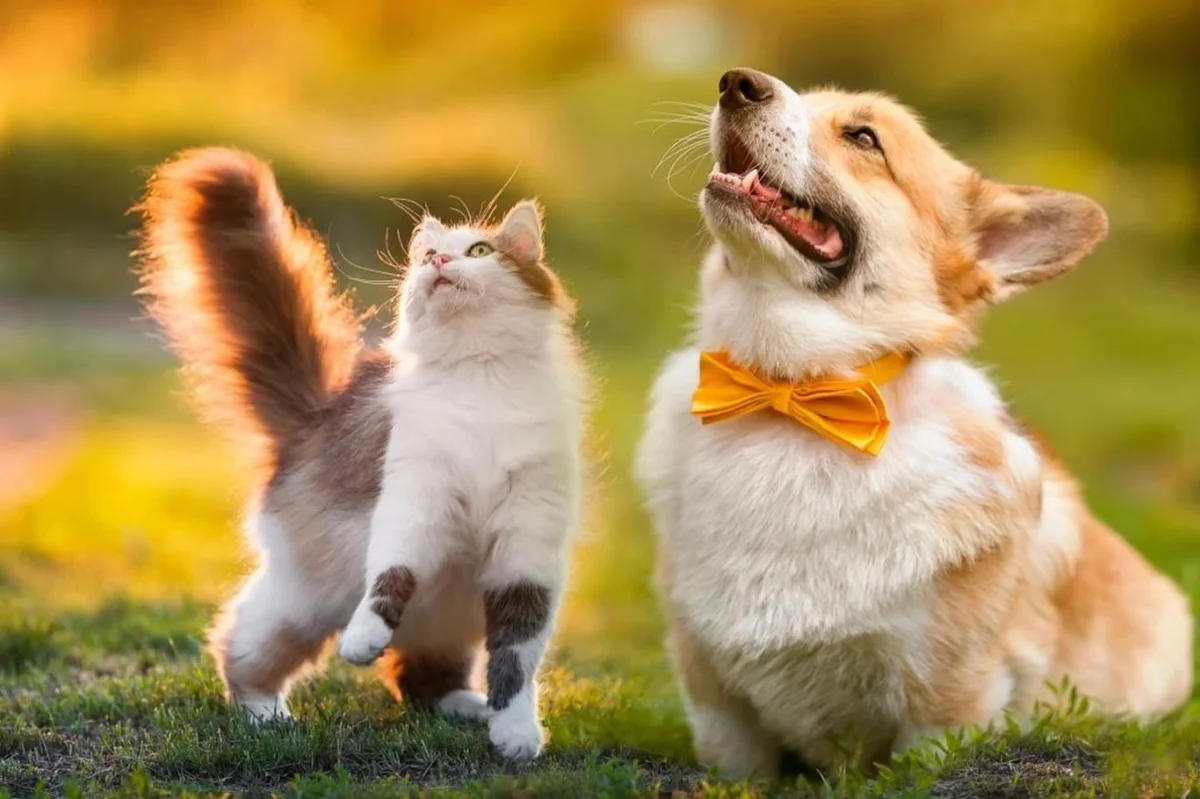 EU mění pravidla: od roku 2028 musí být psi a kočky vstupující do Evropy předem identifikováni