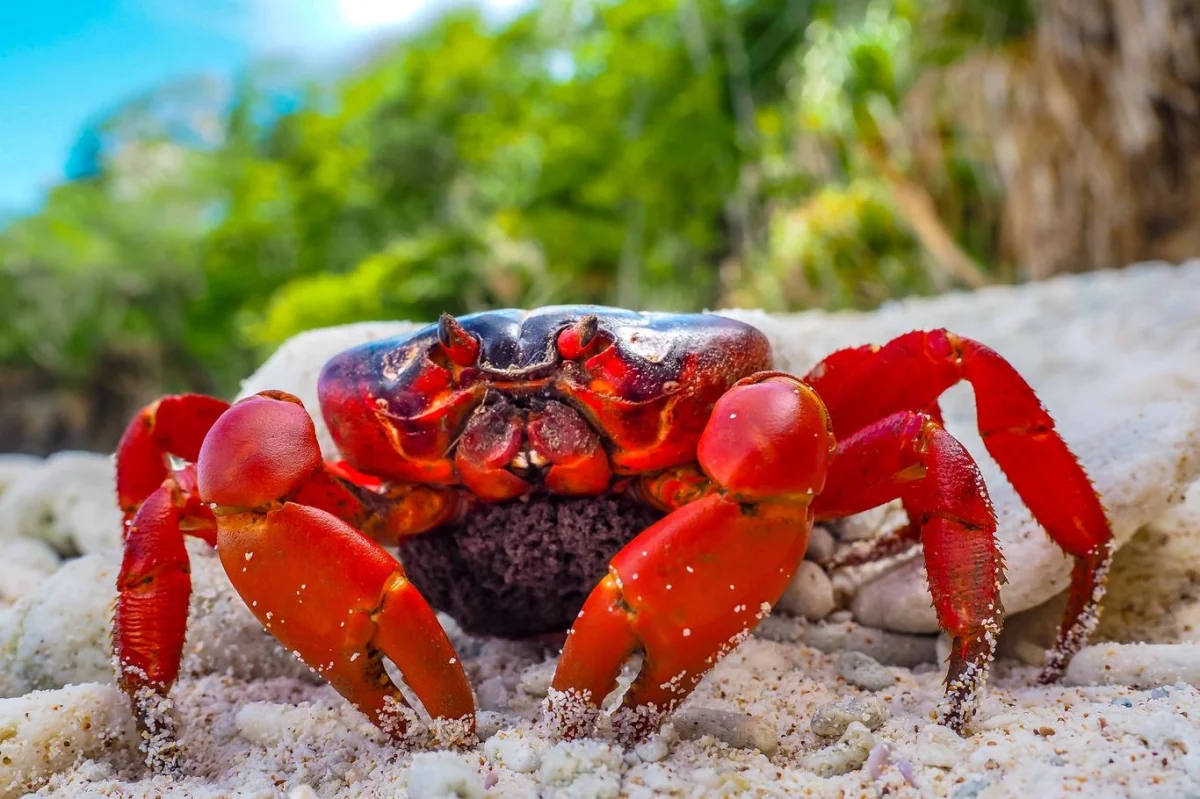 Pozoruhodný Vánoční ostrov: Rytmus života tu určují malí červení krabi a jejich obří migrace