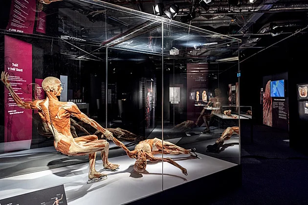 Máte doma školáka a hledáte tip na akci, která vám i jemu o jarních prázdninách doslova vezme dech? Vydejte se na výstavu BODY WORLDS a poznejte fascinující cestu skrze lidské tělo!