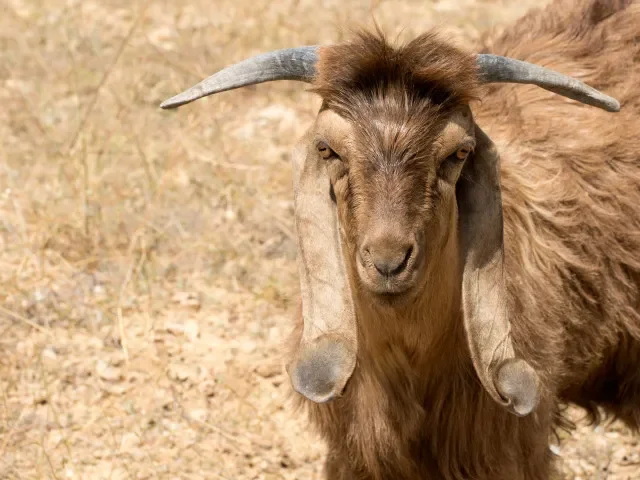Izrael potrestal vojáky, kteří v Sýrii ukradli stovky koz