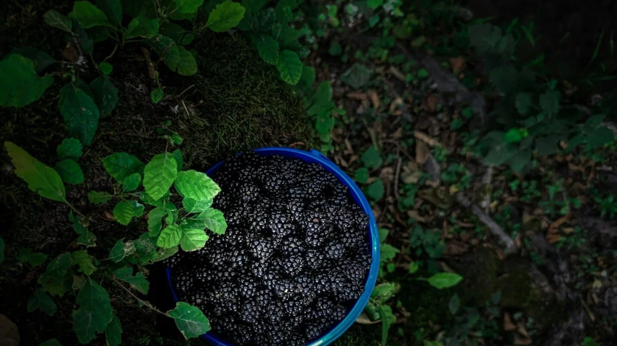 V Česku opomíjené ovoce, v Japonsku ho uctívají: Toto ovoce je pro cukrovkáře malým zázrakem