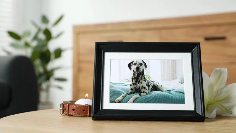 Myslela jsem, že jdu na klasický pohřeb. Skončila jsem ale na psím hřbitově