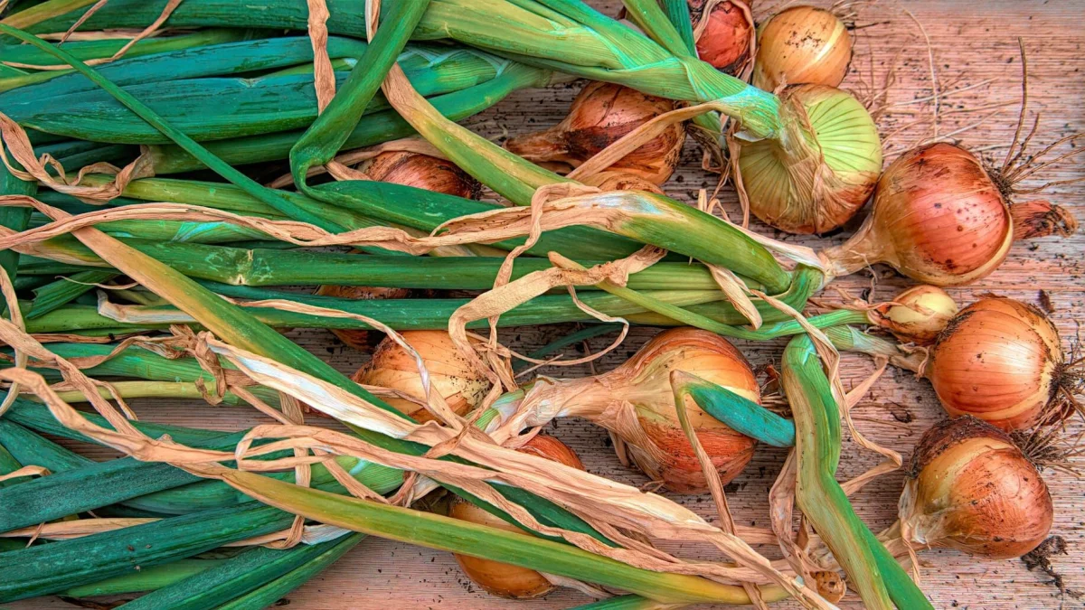 Pěstování šťavnaté cibule na parapetu: Získejte nekonečné zásoby přes celou zimu - Zprávy Nespechej.cz článek na Media24.cz