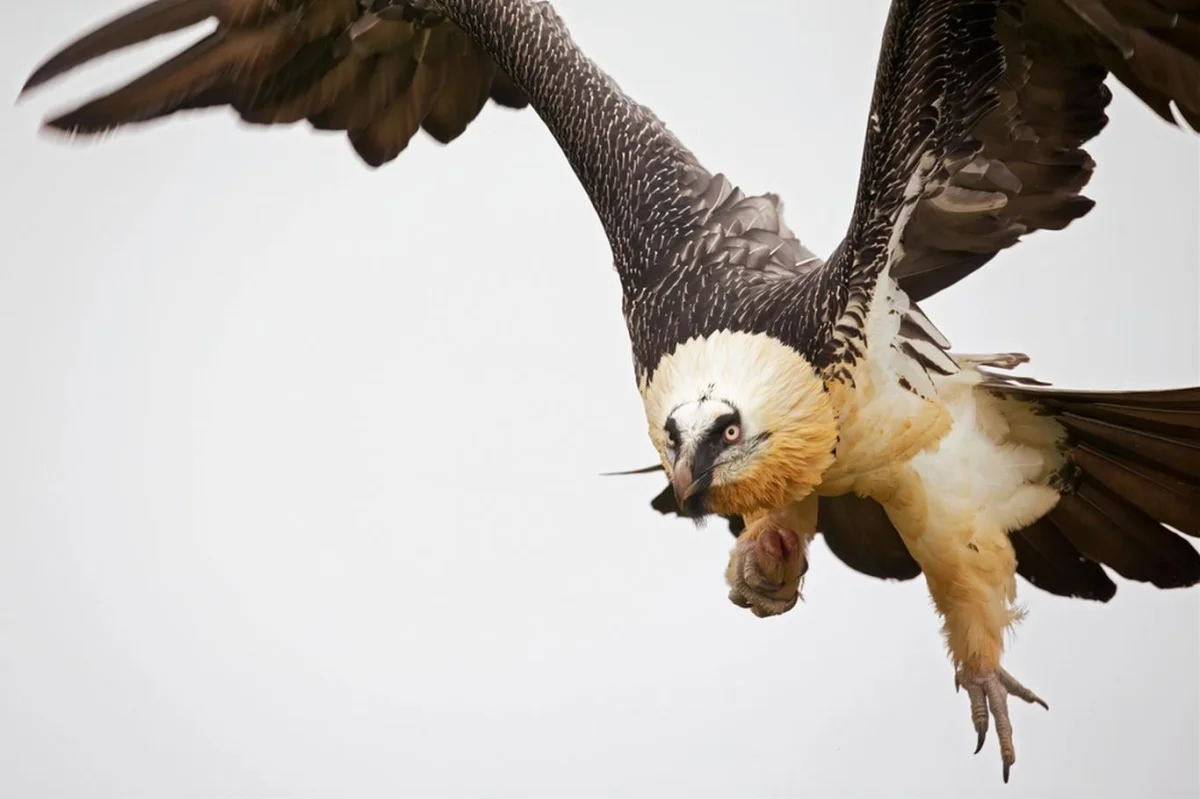 Drtič kostí Balthazar jde do důchodu: Příběh nejstaršího orlosupa bradatého na světě