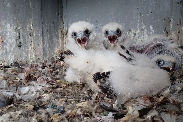 Ze sokolí farmy energetiků se rozletělo do světa dalších dvacet mláďat