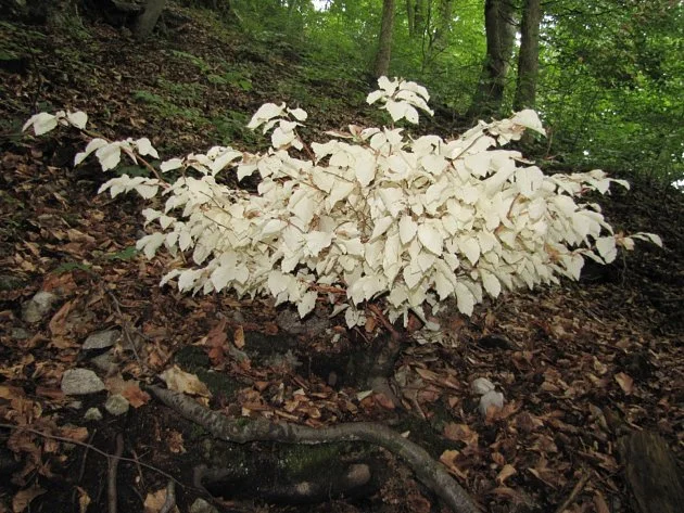 Buk albín přežívá v Moravském krasu bez chlorofylu. Vědci našli možná vysvětlení